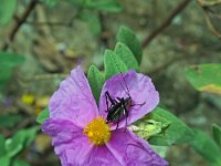 Barbitistes fischeri 4, Saxifraga-Jeroen Willemsen