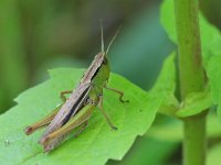 Chorthippus albomarginatus 3, Kustsprinkhaan, Saxifraga-Tom Heijnen