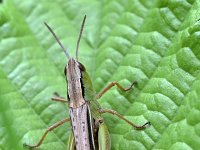 Chorthippus albomarginatus 6, Kustsprinkhaan, Saxifraga-Tom Heijnen