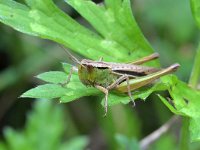 Chorthippus albomarginatus 7, Kustsprinkhaan, Saxifraga-Tom Heijnen