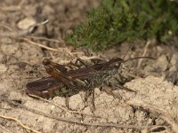 Chorthippus biguttulus 4, Ratelaar, male, Saxifraga-Paul Westrich