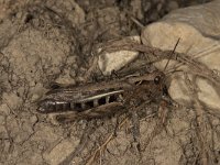 Chorthippus biguttulus 6, Ratelaar, female, Saxifraga-Paul Westrich