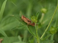 Chorthippus brunneus 4, Bruine sprinkhaan, Saxifraga-Luuk Vermeer