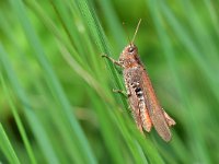 Chorthippus brunneus 7, Bruine sprinkhaan, Saxifraga-Tom Heijnen