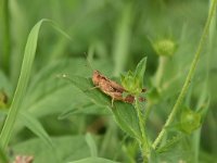 Chorthippus brunneus 5, Bruine sprinkhaan, Saxifraga-Luuk Vermeer