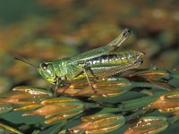 Chorthippus montanus 2, Zompsprinkhaan, Saxifraga-Robert Ketelaar