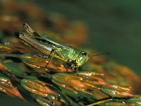 Chorthippus montanus 3, Zompsprinkhaan, Saxifraga-Robert Ketelaar