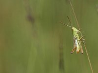 Chorthippus parallelus 4, Krasser, Saxifraga-Jaap Bouwman