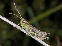 Chorthippus parallelus #03410 : Chorthippus parallelus, Meadow grasshopper, Krasser