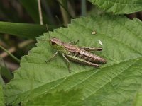 Chorthippus parallelus 6, Krasser, female, Saxifraga-Peter Meininger