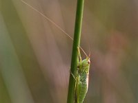 Conocephalus dorsalis 17, Spitskopje, Saxifraga-Luuk Vermeer