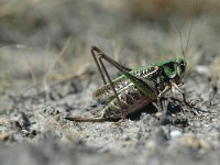 Decticus verrucivorus 10, Wrattenbijter, Saxifraga-Jaap Bouwman