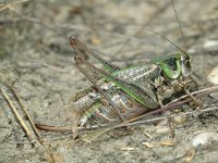 Decticus verrucivorus 11, Wrattenbijter, Saxifraga-Jaap Bouwman