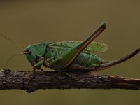 Decticus verrucivorus 12, Wrattenbijter, Saxifraga-Bas Klaver