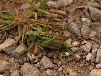 Decticus verrucivorus 13, Wrattenbijter, Saxifraga-Bas Klaver