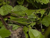 Decticus verrucivorus 16, Wrattenbijter, Saxifraga-Paul Westrich