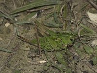 Decticus verrucivorus 17, Wrattenbijter, Saxifraga-Paul Westrich