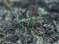 Decticus verrucivorus 2, Wrattenbijter, Saxifraga-Robert Ketelaar