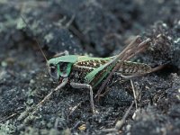 Decticus verrucivorus 3, Wrattenbijter, Saxifraga-Robert Ketelaar