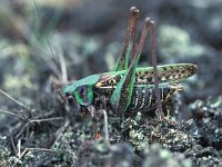 Decticus verrucivorus 4, Wrattenbijter, Saxifraga-Robert Ketelaar