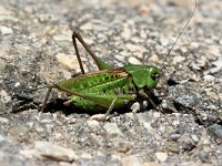 Decticus verrucivorus 6, Wrattenbijter, Saxifraga-Jan C. van der Straaten