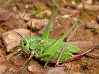 Decticus verrucivorus 8, Wrattenbijter, Saxifraga-Mark Zekhuis