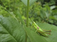 Euthystira brachyptera 2, Kleine goudsprinkhaan, Saxifraga-Rob Felix : Animalia, Arthropoda, Insecta, Orthoptera, animal, arthropod, dier, dieren, geleedpotige, geleedpotigen, grasshopper, insect, insecten, krekel, sprinkhaan, sprinkhanen en krekels