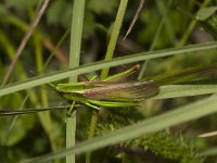 Euthystira brachyptera 4, Kleine goudsprinkhaan, Saxifraga-Paul Westrich