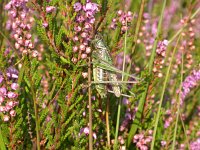 Gampsocleis glabra 2, Kleine wrattenbijter, Saxifraga-Jaap Bouwman