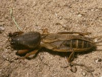 Gryllotalpa gryllotalpa 1, Veenmol, male, Saxifraga-Pieter van Breugel