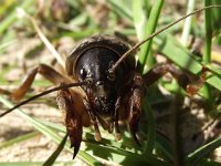 Gryllotalpa gryllotalpa 4, Veenmol, Saxifraga-Frank Dorsman  Gryllotalp​a gryllotalp​a, Veenmol AW-duinen 110711