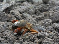 Gryllotalpa gryllotalpa 6, Veenmol, Saxifraga-Jeroen Willemsen