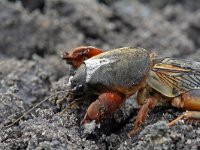 Gryllotalpa gryllotalpa 7, Veenmol, Saxifraga-Jeroen Willemsen