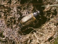 Gryllus campestris 1, Veldkrekel, female, Saxifraga-Pieter van Breugel