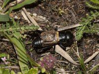 Gryllus campestris 11, Veldkrekel, Saxifraga-Paul Westrich