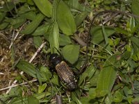 Gryllus campestris 12, Veldkrekel, Saxifraga-Paul Westrich