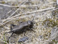 Gryllus campestris 14, Veldkrekel, Saxifraga-Tom Heijnen