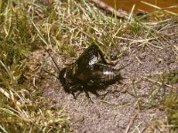 Gryllus campestris 2, Veldkrekel, stridulating, Saxifraga-Pieter van Breugel