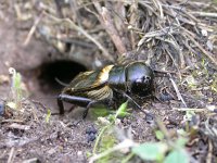 Gryllus campestris 5, Veldkrekel, Saxifraga-Mark Zekhuis