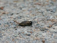 Gryllus campestris 8, Veldkrekel, Saxifraga-Dirk Hilbers