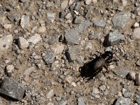 Gryllus campestris 9, Veldkrekel, Saxifraga-Jan van der Straaten