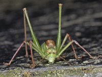 Leptophyes punctatissima 01 #05008 : Leptophyes punctatissima, Speckled bush-cricket, Struiksprinkhaan, mannetje