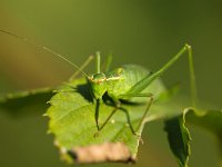 Female of a speckled bush-cricket (Leptophyes punctatissima) on a leaf  Female of a speckled bush-cricket (Leptophyes punctatissima) on a leaf with shallow depth : animal, atmosphere, beautiful, beauty, biology, black, brown, bush, bush-cricket, close up, close-up, closeup, colorful, colors, crawl, creepy, cricket, entomology, environment, forest, grasshopper, green, insect, invertebrate, leaf, leptophyes, macro, meadow, mood, natural, nature, outdoor, outdoors, plant, punctatissima, red, speckled, summer, wild animal, wilderness, wildlife, yellow, zoology