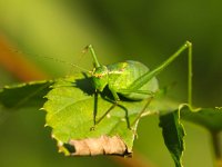 Female of a speckled bush-cricket (Leptophyes punctatissima) on a leaf  Female of a speckled bush-cricket (Leptophyes punctatissima) on a leaf : animal, atmosphere, beautiful, beauty, biology, black, brown, bush, bush-cricket, close up, close-up, closeup, colorful, colors, crawl, creepy, cricket, entomology, environment, forest, grasshopper, green, insect, invertebrate, leaf, leptophyes, macro, meadow, mood, natural, nature, outdoor, outdoors, plant, punctatissima, red, speckled, summer, wild animal, wilderness, wildlife, yellow, zoology