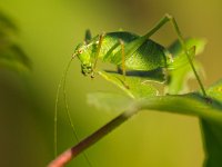 Female of a speckled bush-cricket (Leptophyes punctatissima) eating a leaf  Female of a speckled bush-cricket (Leptophyes punctatissima) eating a leaf : animal, atmosphere, beautiful, beauty, biology, black, brown, bush, bush-cricket, close up, close-up, closeup, colorful, colors, crawl, creepy, cricket, entomology, environment, forest, grasshopper, green, insect, invertebrate, leaf, leptophyes, macro, meadow, mood, natural, nature, outdoor, outdoors, plant, punctatissima, red, speckled, summer, wild animal, wilderness, wildlife, yellow, zoology