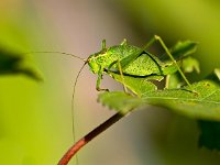 Female of a speckled bush-cricket (Leptophyes punctatissima) walking a leaf  Female of a speckled bush-cricket (Leptophyes punctatissima) walking a leaf : animal, atmosphere, beautiful, beauty, biology, black, brown, bush, bush-cricket, close up, close-up, closeup, colorful, colors, crawl, creepy, cricket, entomology, environment, forest, grasshopper, green, insect, invertebrate, leaf, leptophyes, macro, meadow, mood, natural, nature, outdoor, outdoors, plant, punctatissima, red, speckled, summer, wild animal, wilderness, wildlife, yellow, zoology