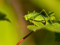 Female of a speckled bush-cricket (Leptophyes punctatissima) on a leaf in the sun  Female of a speckled bush-cricket (Leptophyes punctatissima) on a leaf in the sun : animal, atmosphere, beautiful, beauty, biology, black, brown, bush, bush-cricket, close up, close-up, closeup, colorful, colors, crawl, creepy, cricket, entomology, environment, forest, grasshopper, green, insect, invertebrate, leaf, leptophyes, macro, meadow, mood, natural, nature, outdoor, outdoors, plant, punctatissima, red, speckled, summer, wild animal, wilderness, wildlife, yellow, zoology