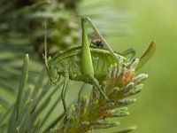 Leptophyes punctatissima 2, Struiksprinkhaan, female, Saxifraga-Marijke Verhagen