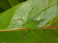 Leptophyes punctatissima 22, Struiksprinkhaan, Saxifraga-Ab H Baas