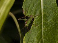 Leptophyes punctatissima 24, Struiksprinkhaan, Saxifraga-Paul Westrich